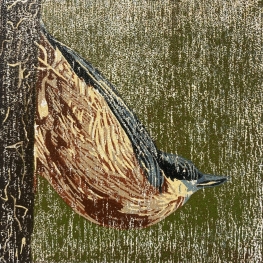 Nuthatch
