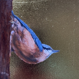 Nuthatch