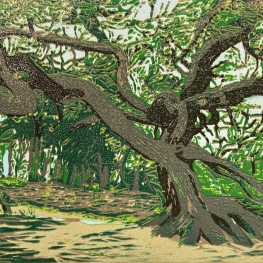 Scots pine Mantingerzand