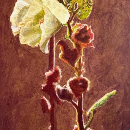 Witte stokroos met bloemknoppen in tegenlicht