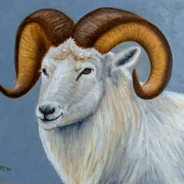 Schaap 