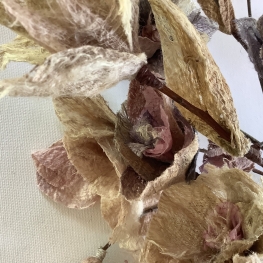 vanitas bloemen