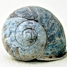 The Light in Blue House