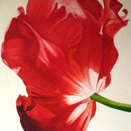 red & white tulip