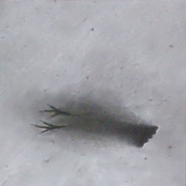 Koltrasten på taket