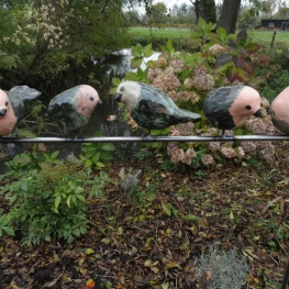 Vijfroodborstjes op een rij