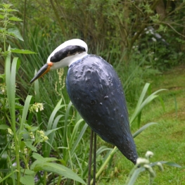 Blauwe reiger
