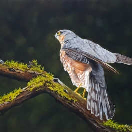 Sperwer (vrouw)