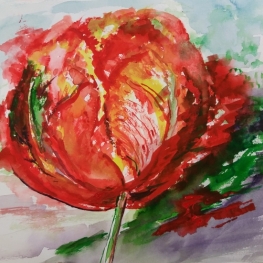 Tulp