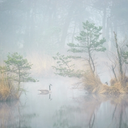 Verstoppertje spelen