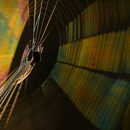 Gevangen in het licht