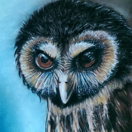 Little owl