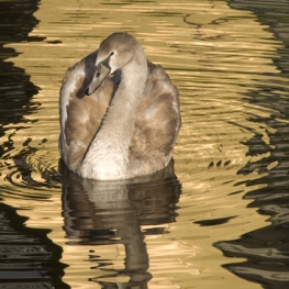Zwaan in gouden water