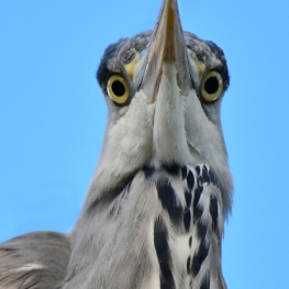 Reiger zoals kikkers hem zien