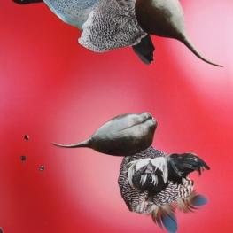 Kolibri-vissen