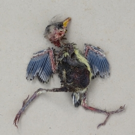 Icarus