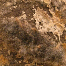 materie Texelse wol 2