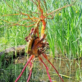 Tree-animal