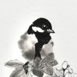 Coal tit