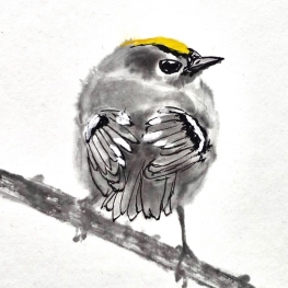 Goldcrest