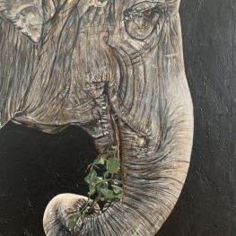 Elephantidae quinque