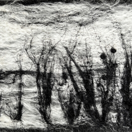 Grasses