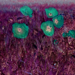Fields