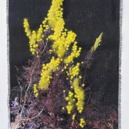 Pollen I