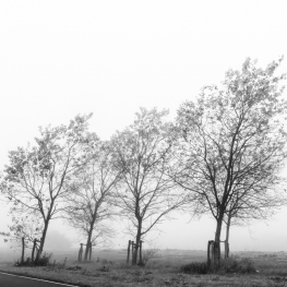 Vier bomen in de mist