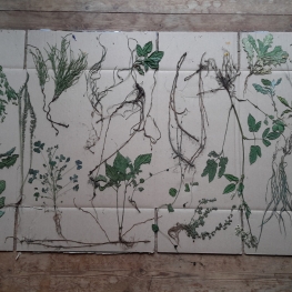 Tuinlab herbarium wortelstelsel
