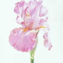 Roze Iris