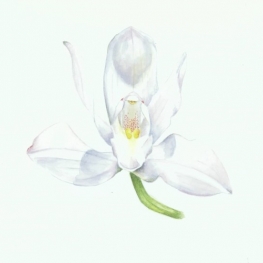 Witte cymbidium orchidee