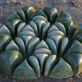 Levenbloem
