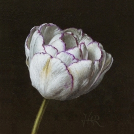 Tulpenportret 3