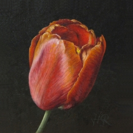 Tulpenportret 4