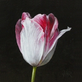 Tulpenportret 8