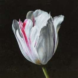 Tulpenportret 10