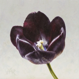 Tulpenportret 12