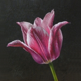 Tulpenportret 13