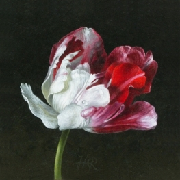 Tulpenportret 14