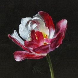 Tulpenportret 15