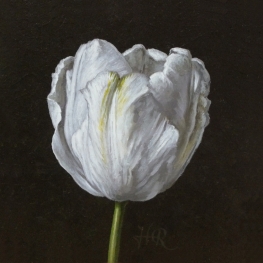 Tulpenportret 20