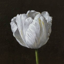 Tulpenportret 21