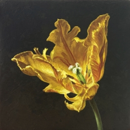 Tulpenportret 24