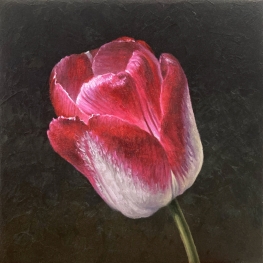 Tulpenportret 28