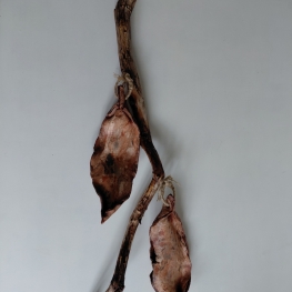 Tak met 2 Peulen van allerlei klei