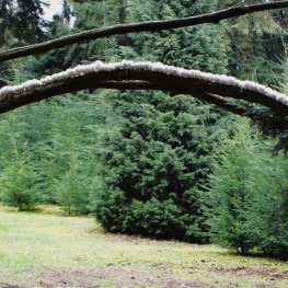 Soft steps Tough paths