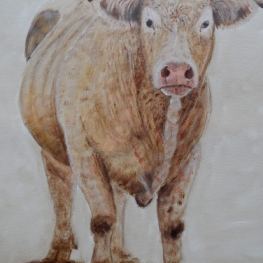 189. Taureau Charolais