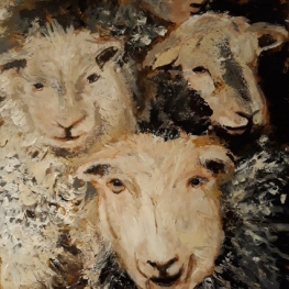 Paar schapen