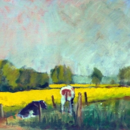 Wendlander koeien en koolzaadveld